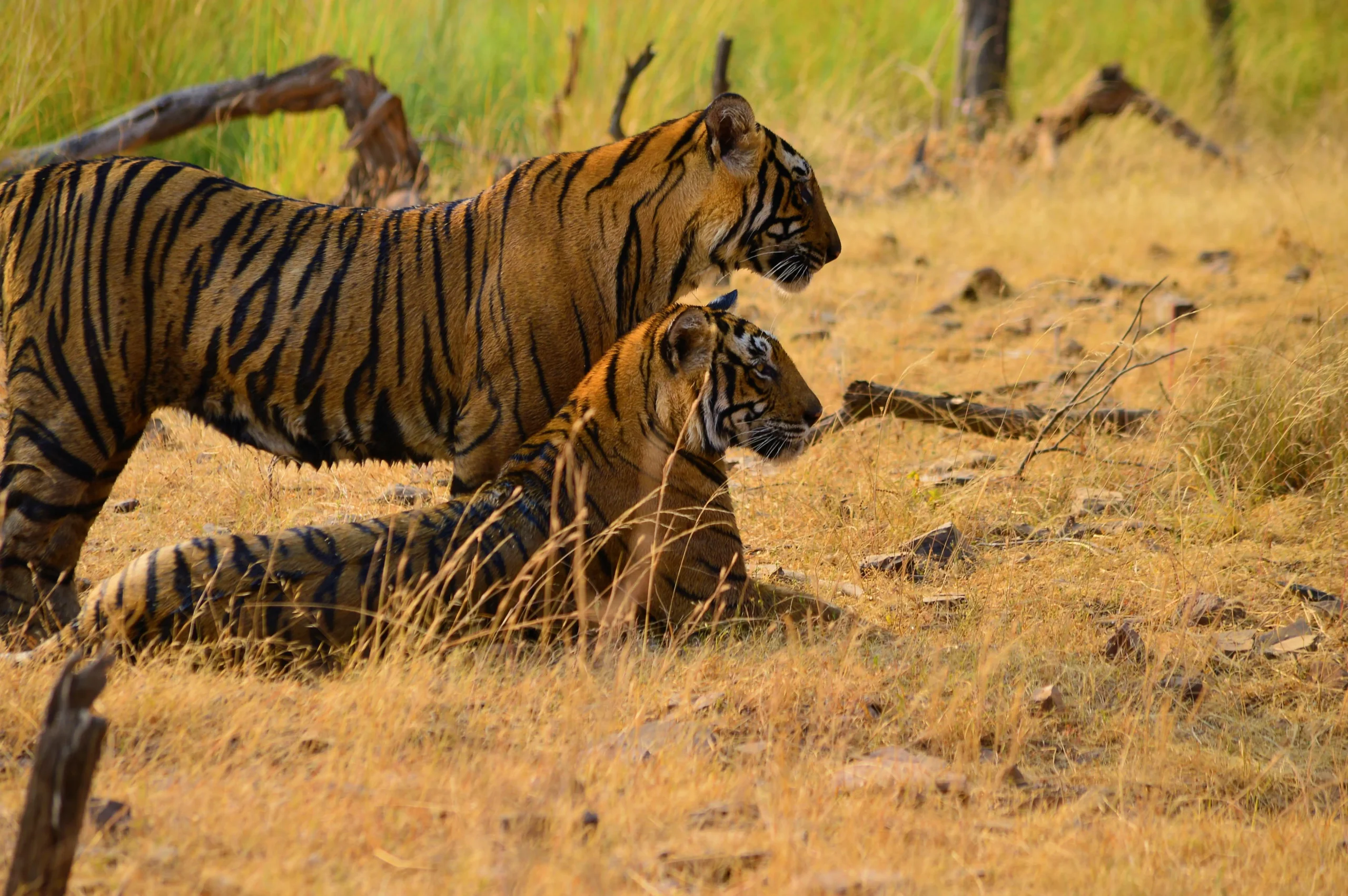 Majestic Bengal Tigers in Rajasthan Wilderness