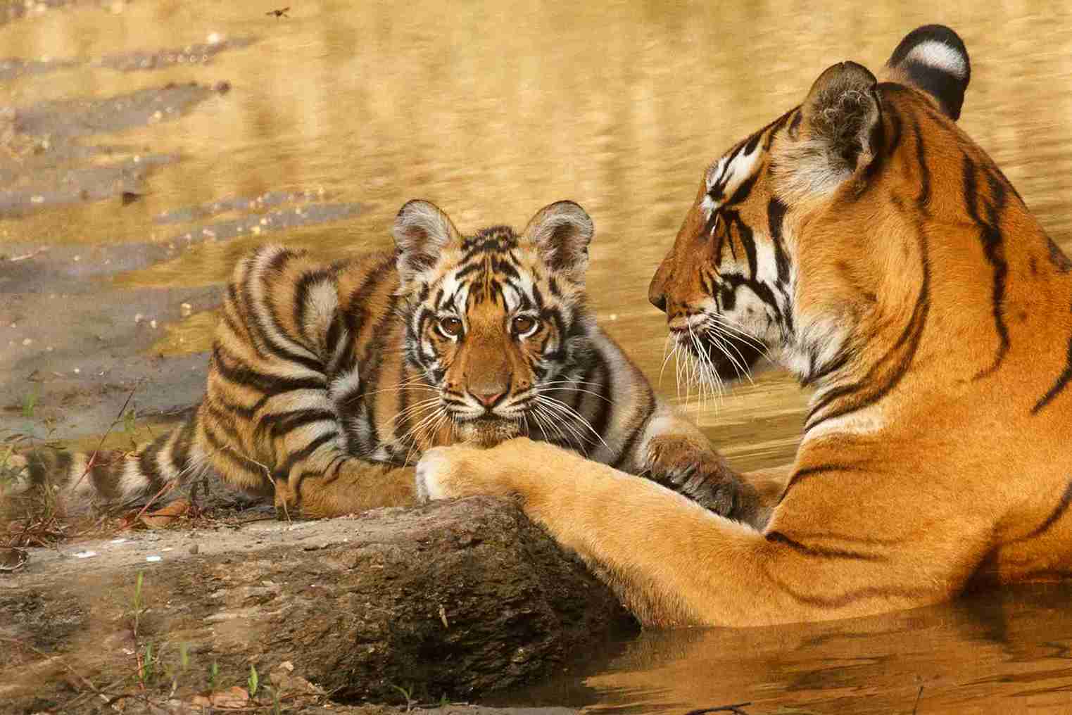 Tiger_with_cub_(Kanha_National_Park)_11zon