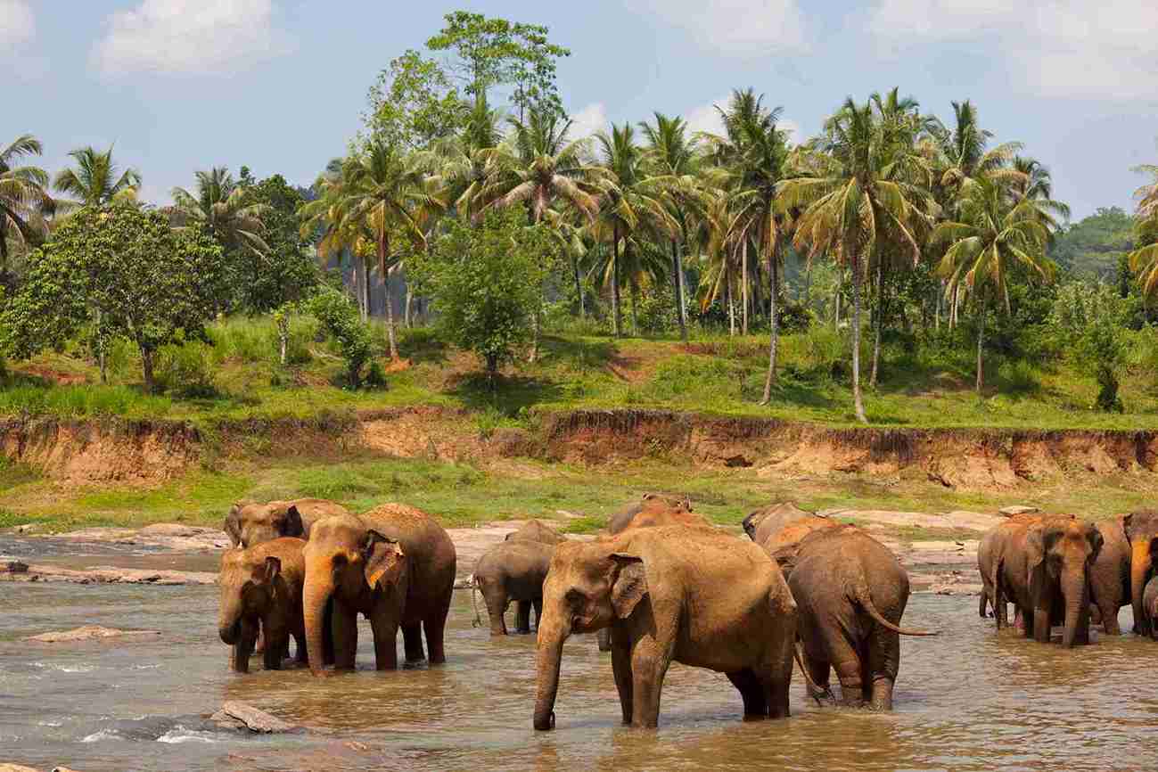 elephants-sri-lanka_11zon