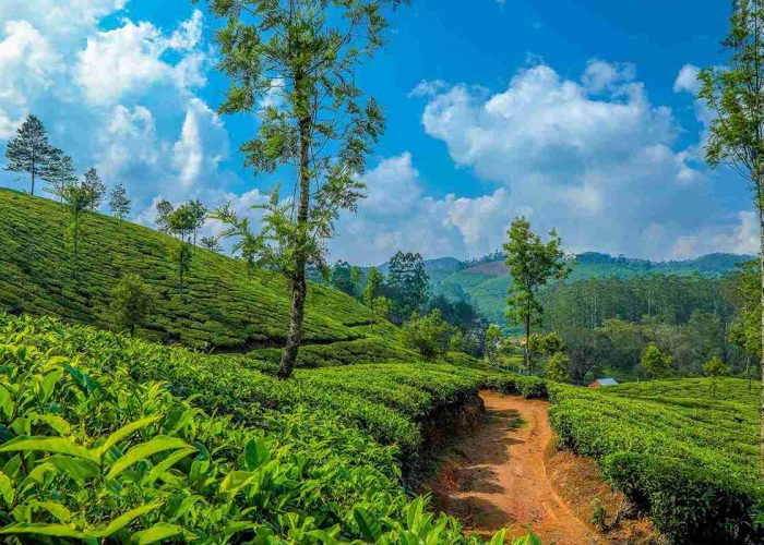 1B8A3198-Tea Gardens Munnar_ Kerala_11zon