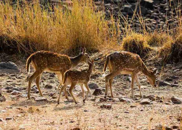 India, Ranthambore, Nature reserve image_11zon