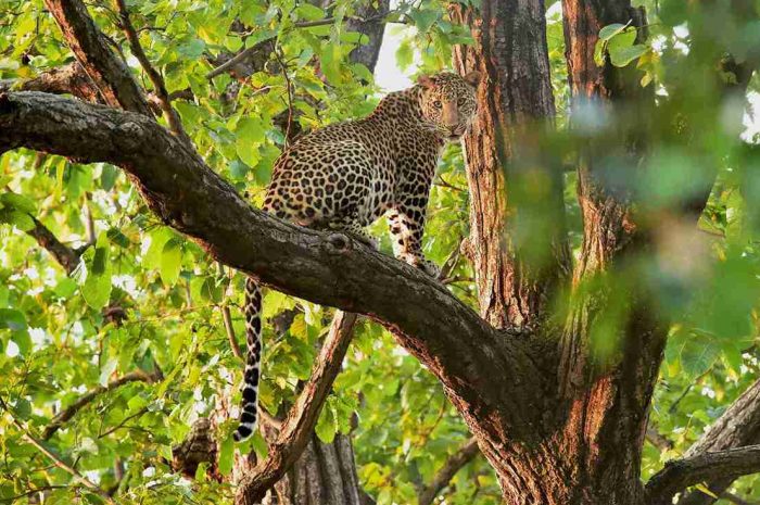Leopard_Syna Tiger Resort - Bandhavgarh National Park, Tala, India_11zon