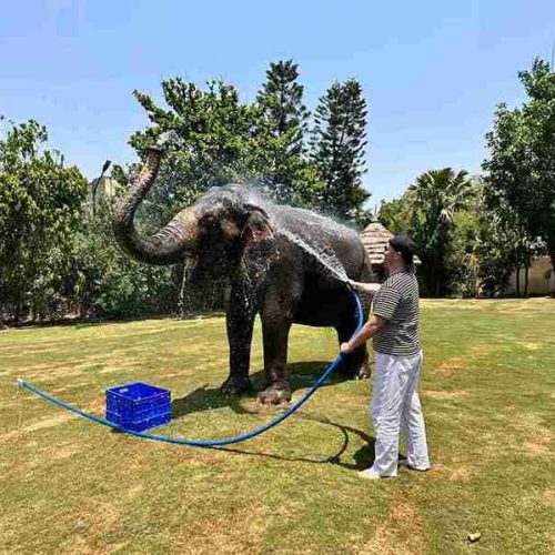 Responsible Elephant Encounter in Jaipur_11zon
