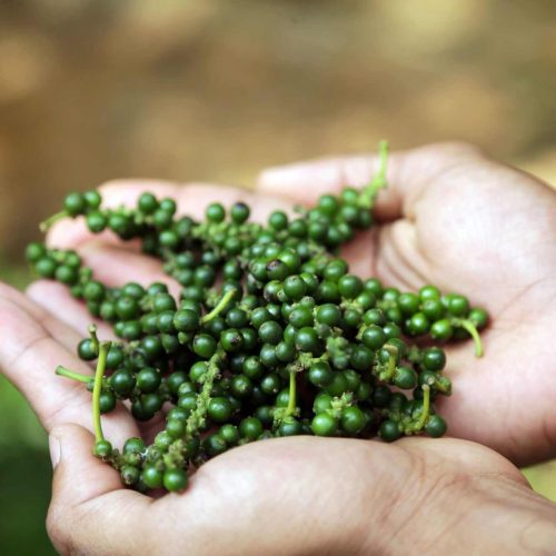 SPICE TRAILS OF THE WESTERN GHATS_11zon