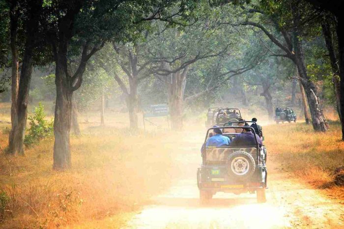 Tiger_Bandhavgarh National Park, Umaria , India_11zon
